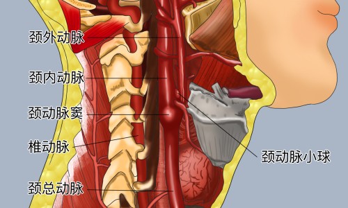 苏子粉作用网-分享苏子籽治什么病，苏子籽的作用知识库