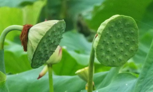 苏子籽作用-苏子粉作用网-分享苏子籽治什么病，苏子籽的作用知识库